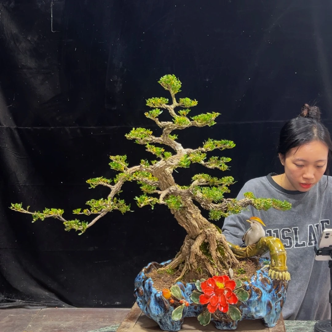 无花朵广东皱皮雀舌黄杨