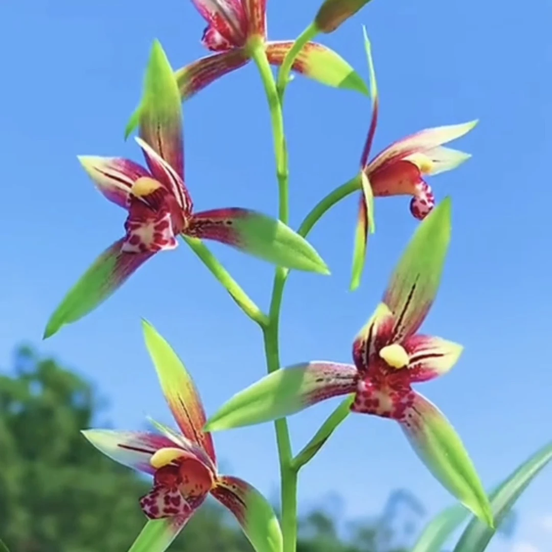 建兰小国魂4苗连体带花苞兰草