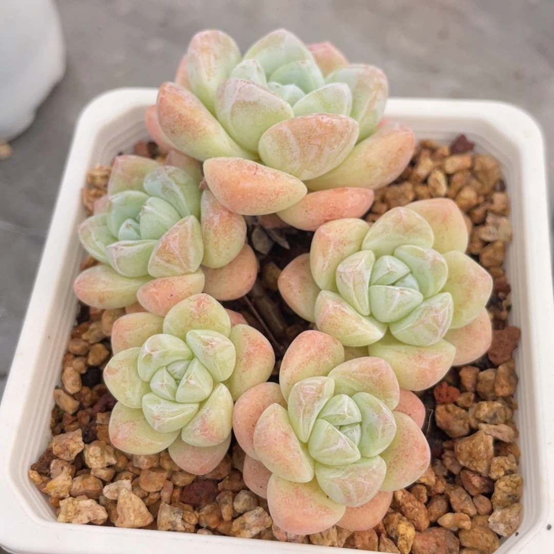 冰玉大五头群生9公分左右