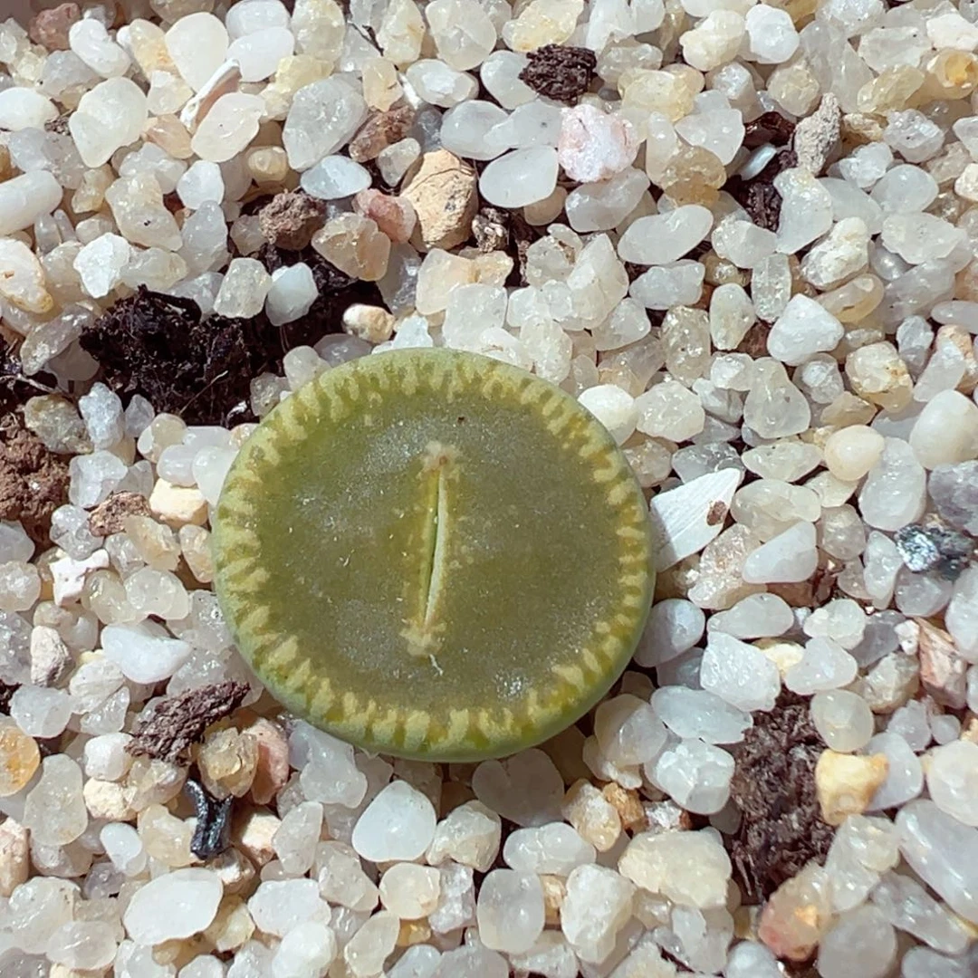 1203-528多肉多日