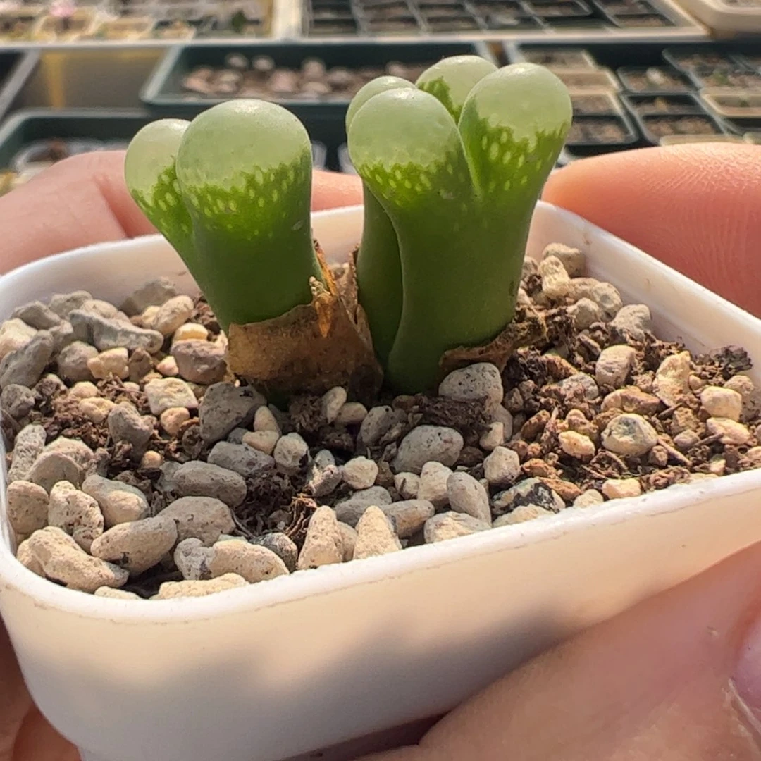 256 好看的多肉冲冲冲