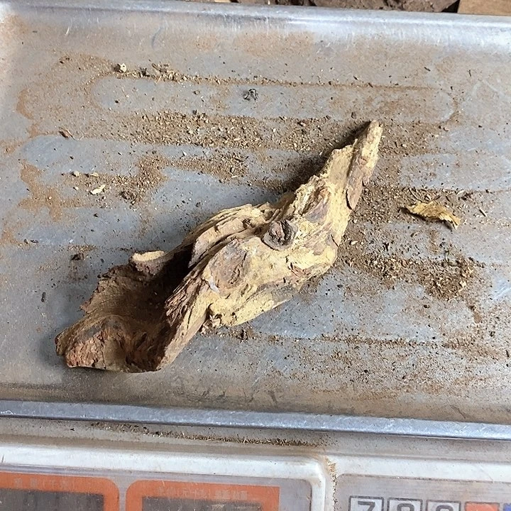 黄花梨/降香黄檀陌*