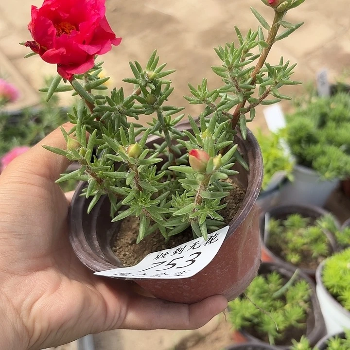无花朵 753超小苗盆口10cm
