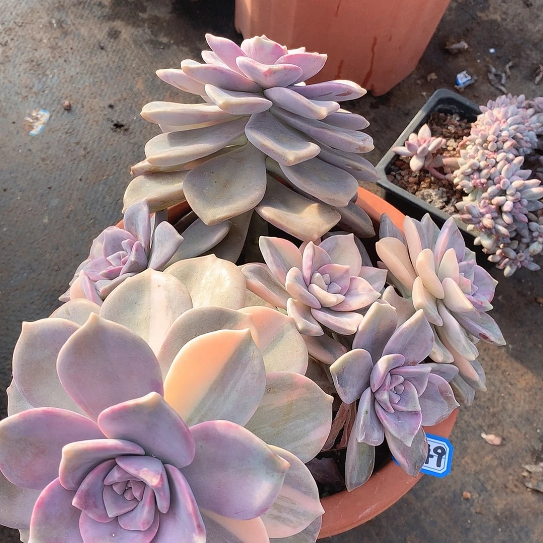 549紫乐锦一物一拍多肉