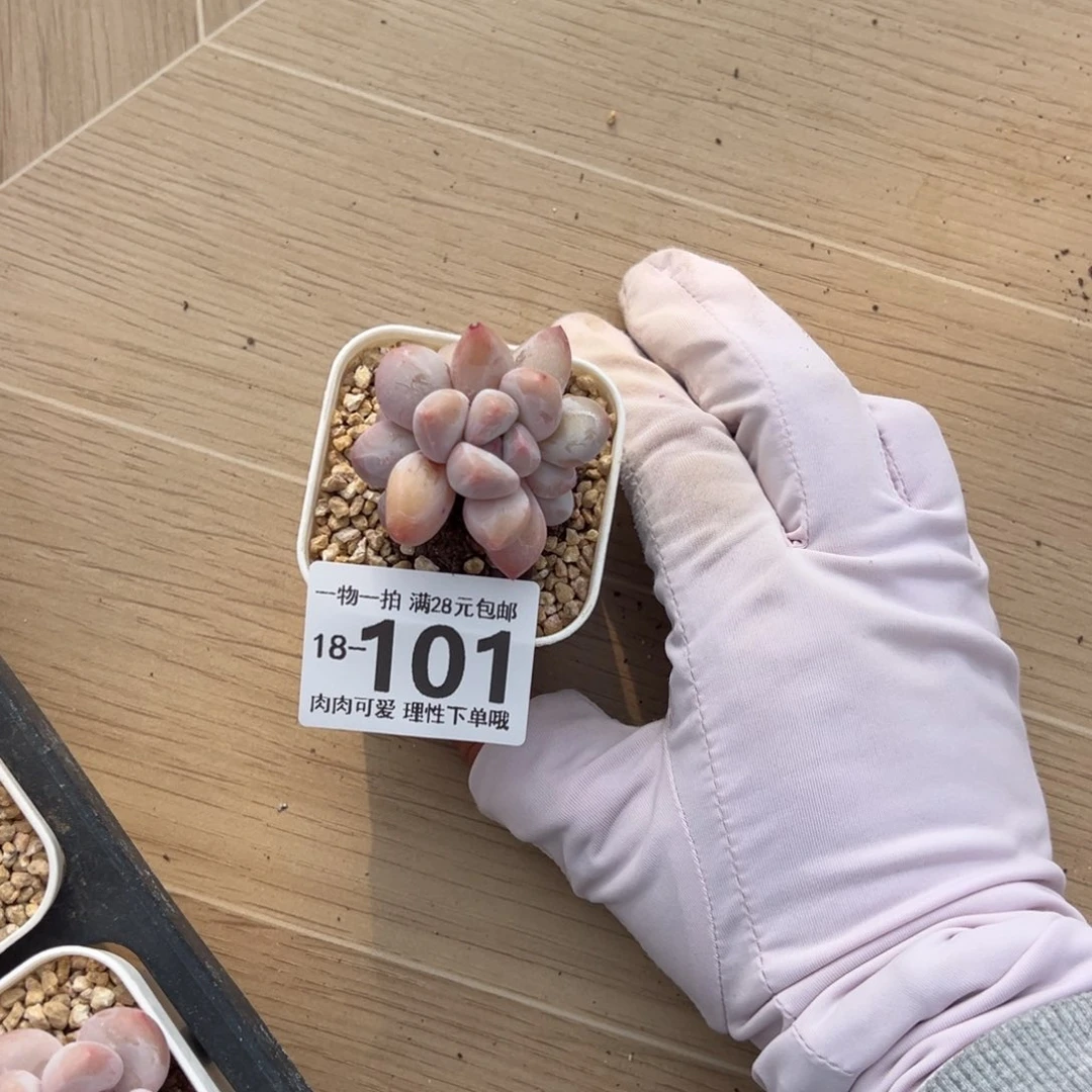 香水奶多肉单头多肉单头多肉