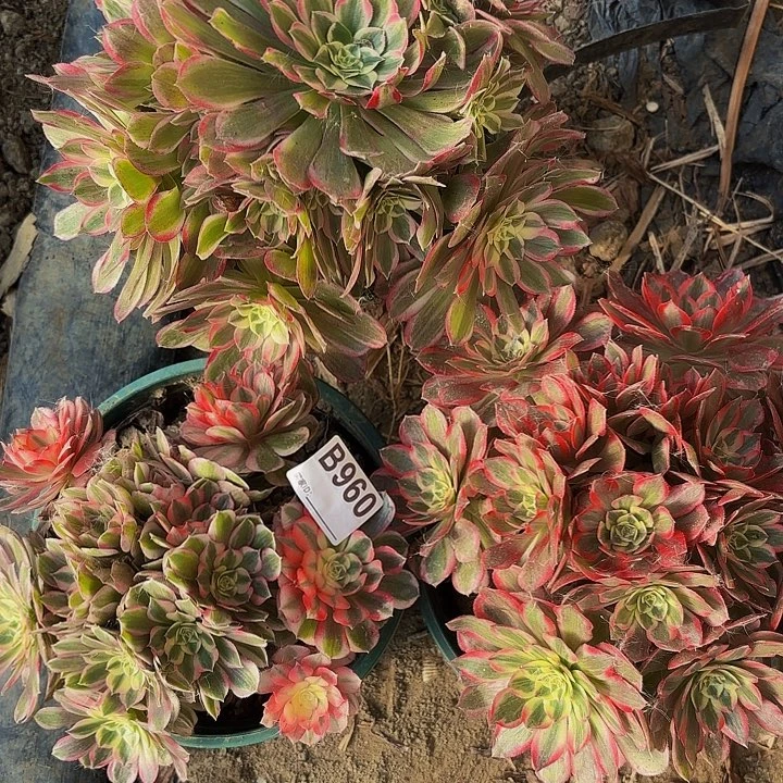 三棵法师8-35-960偏远不包邮