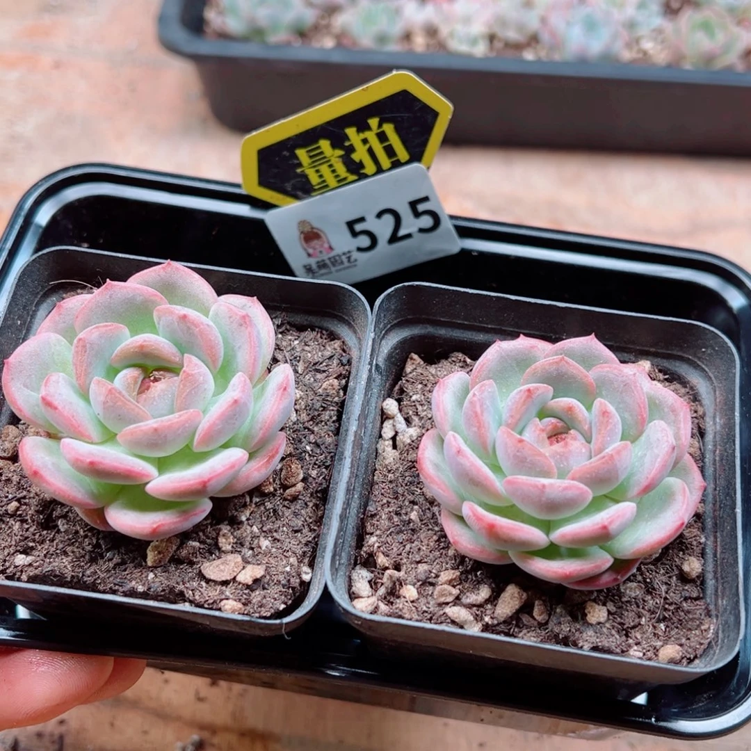 多肉植物多肉植物