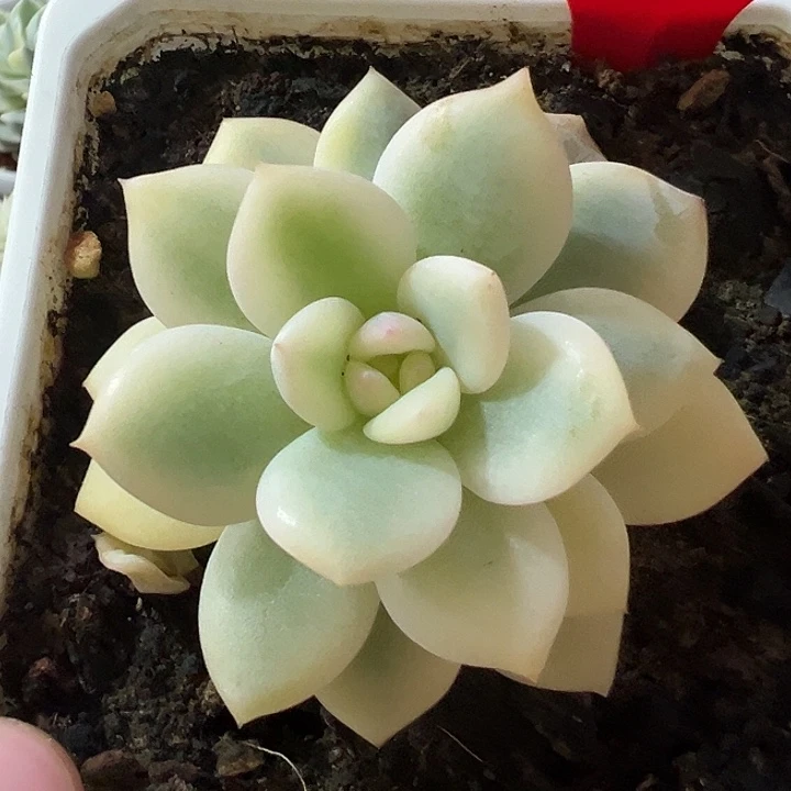 1048号橙梦露宽锦多肉