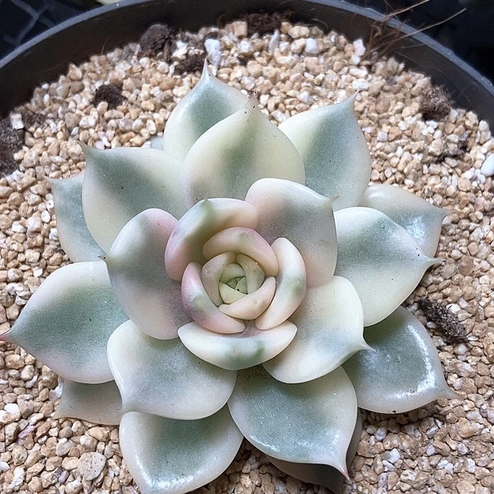 贝加尔湖锦多肉植物