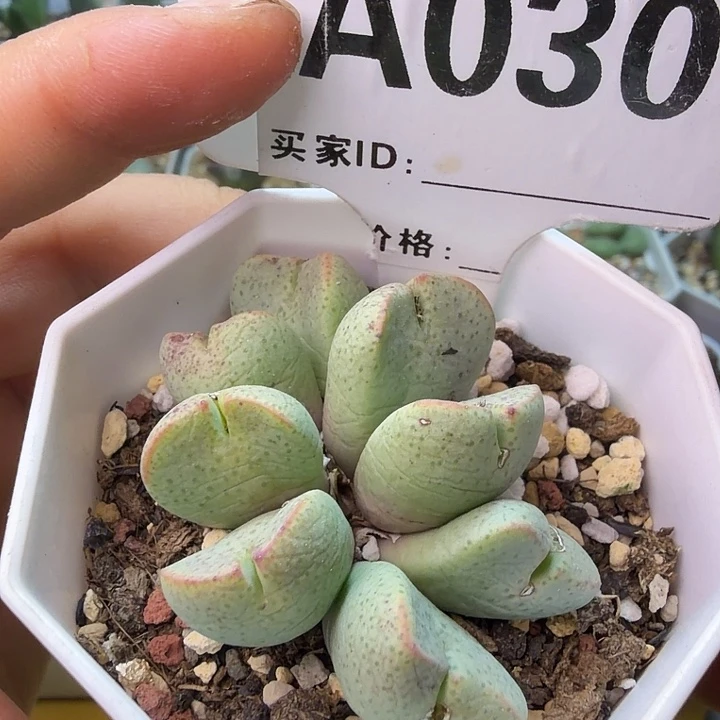 030。紫式部一群人中