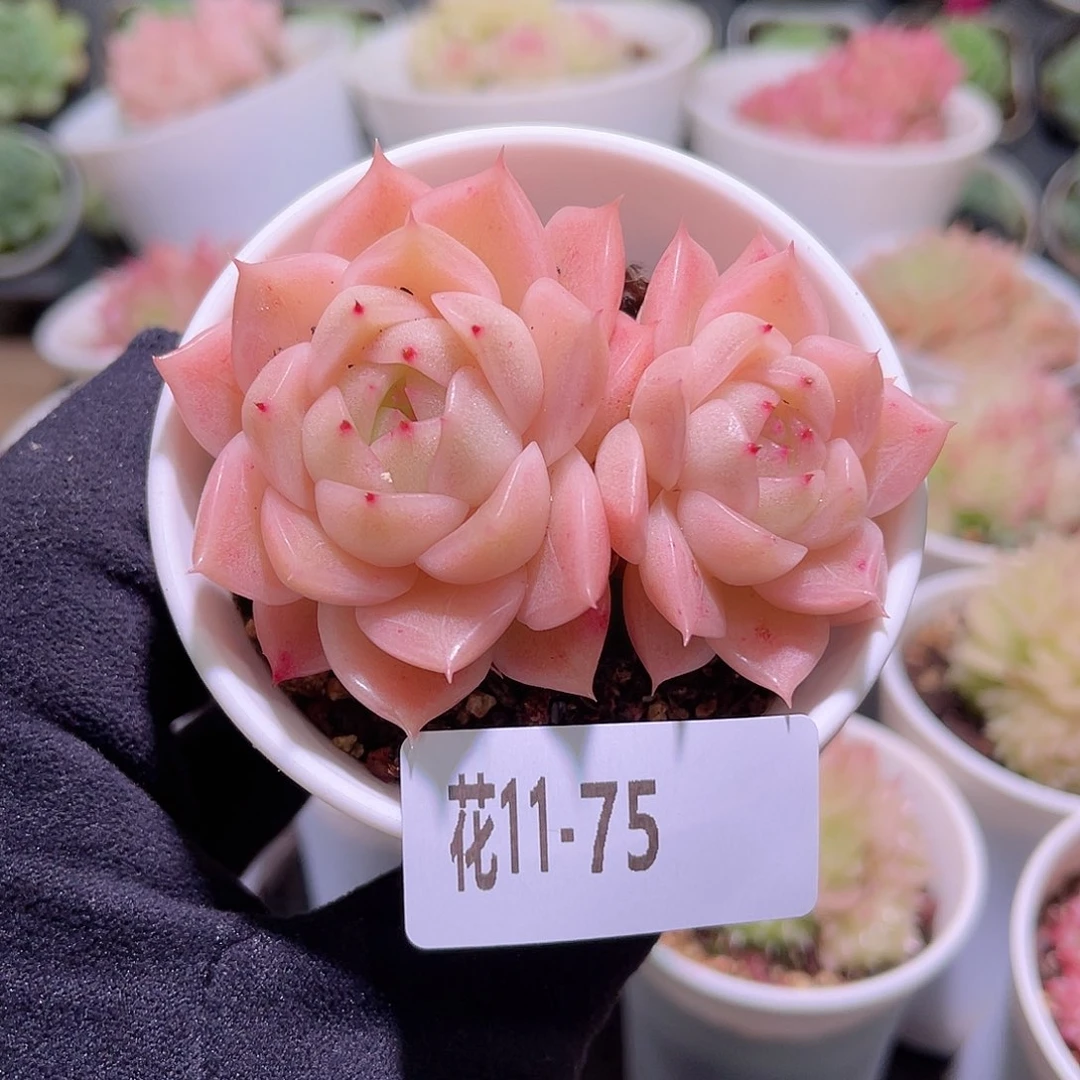 花利美11-75麦秆双头