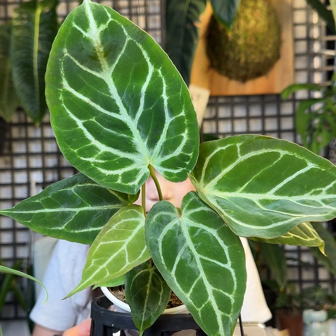 无花朵巴*啦一物一拍Z190