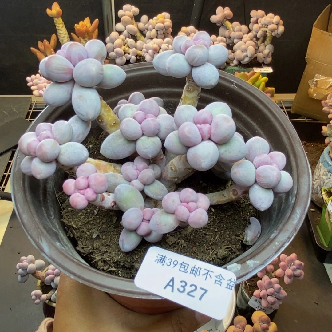 327香水手指奶多肉9c m