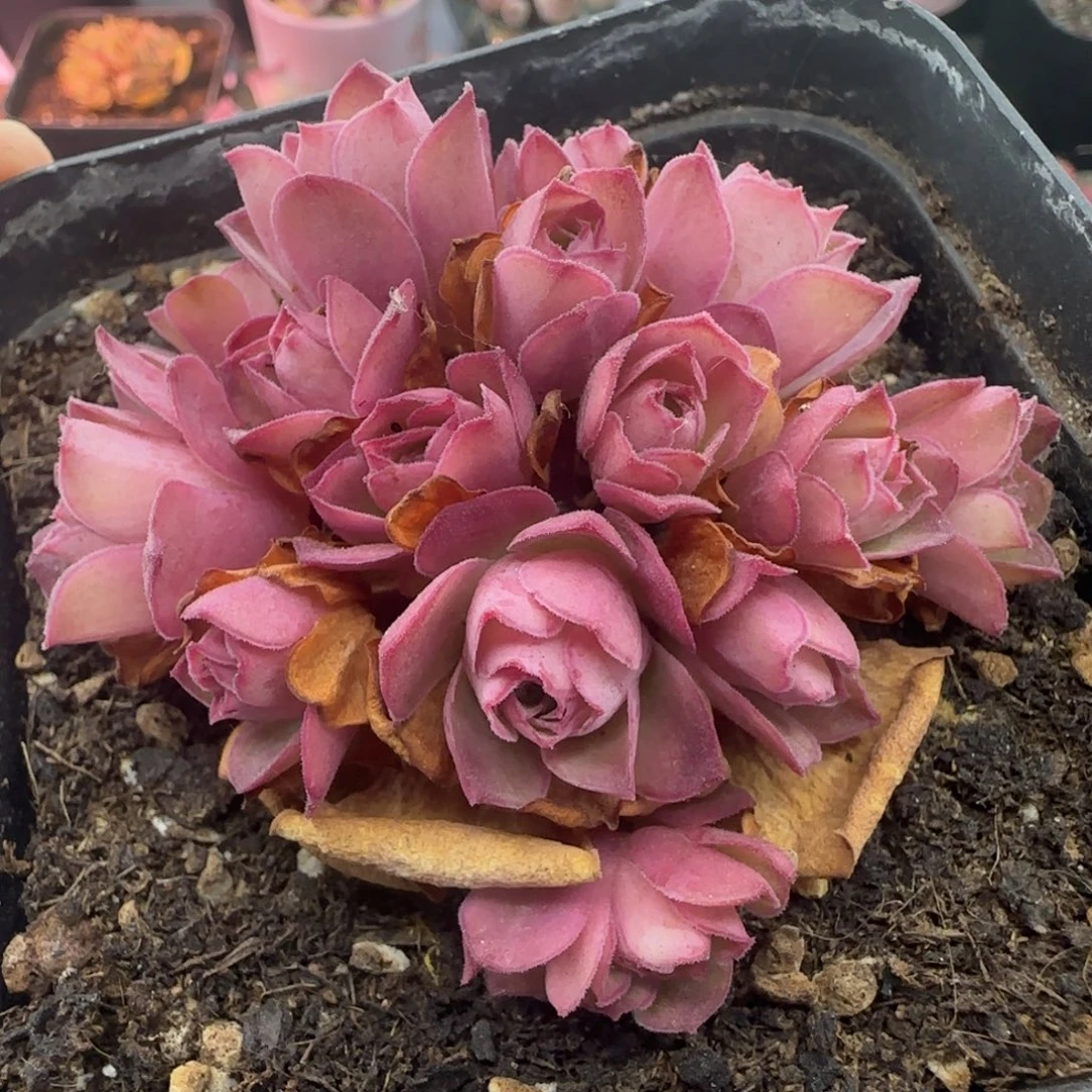 L159半城玫瑰绣球