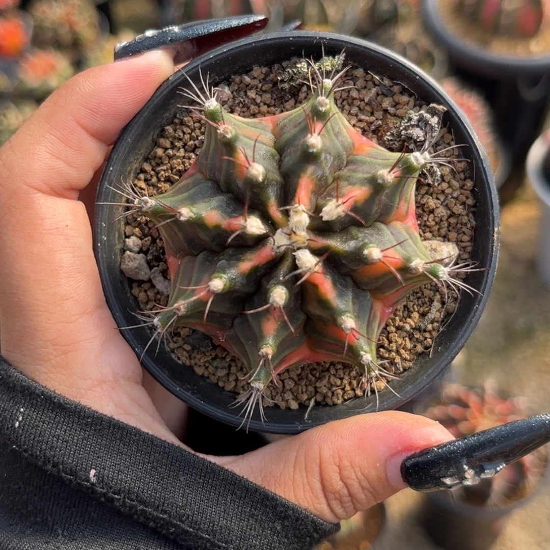 泰系米哈锦  带盆土发货