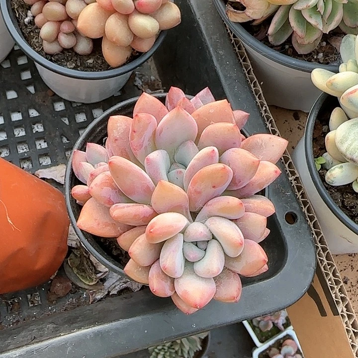 心****师青蛙王子儿童牙膏111