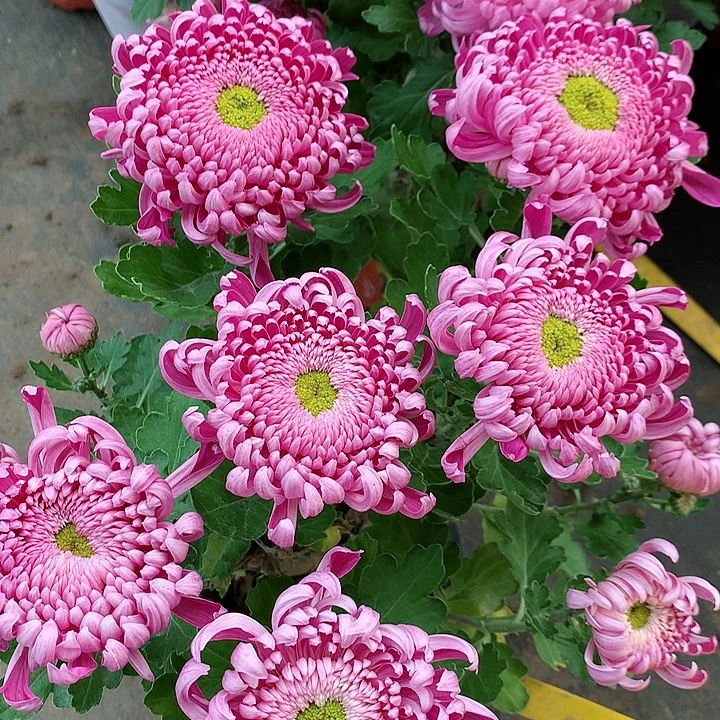 【闪购商品】完全开放恒水映月