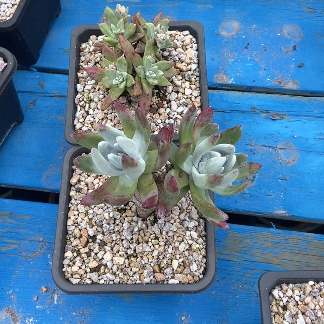 半*紗福利多肉植物啦啦啦