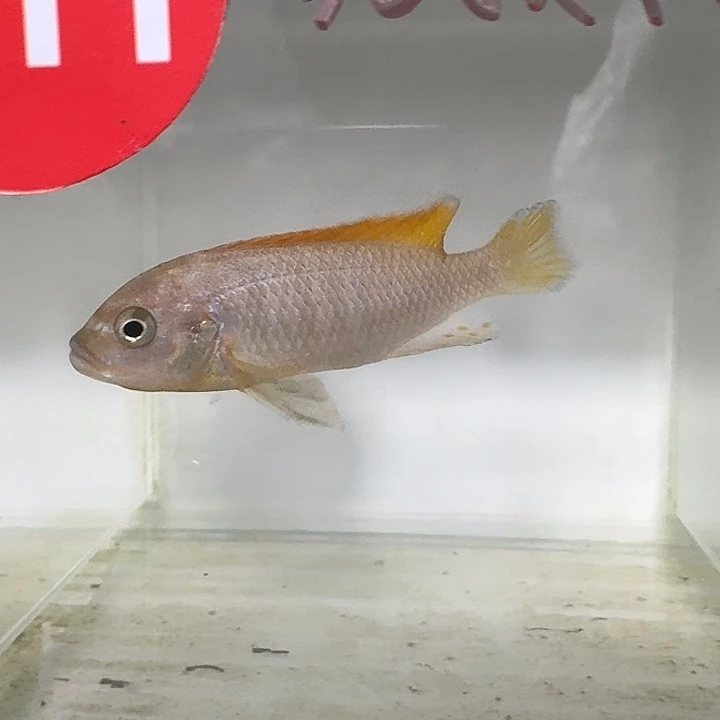 海水211号红顶战神