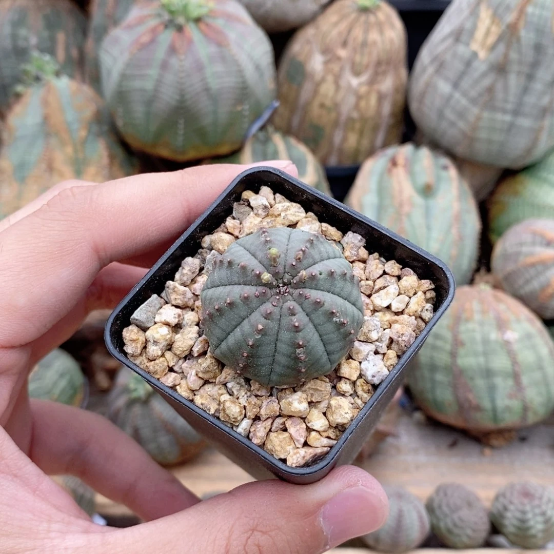 欧系实生布纹球多肉植物
