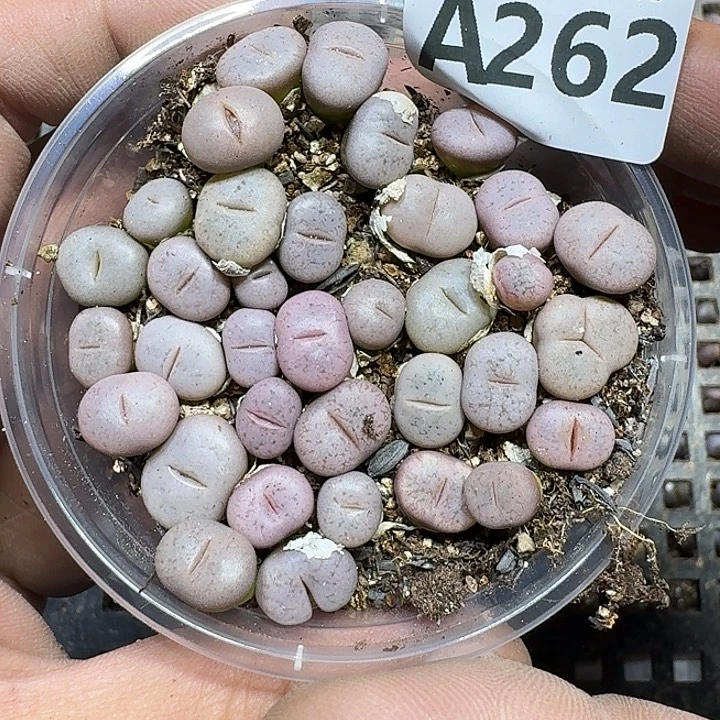 262 多肉植物多肉植物