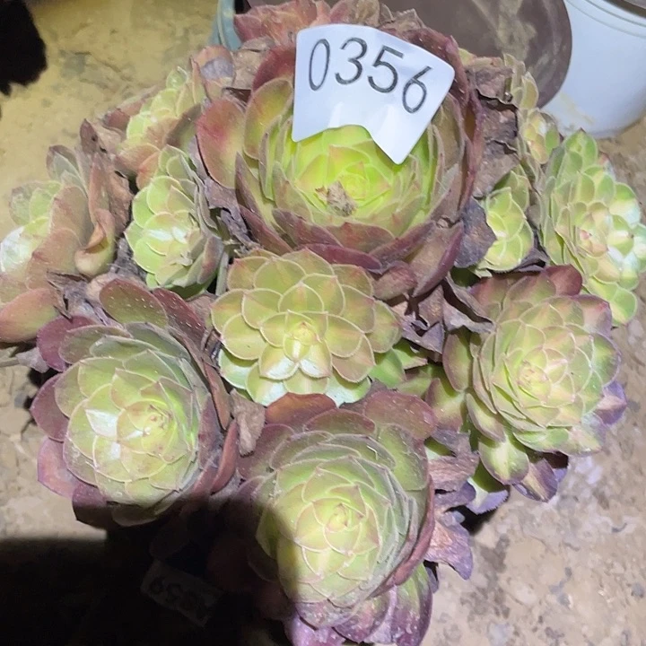 多肉植物法师356抹茶