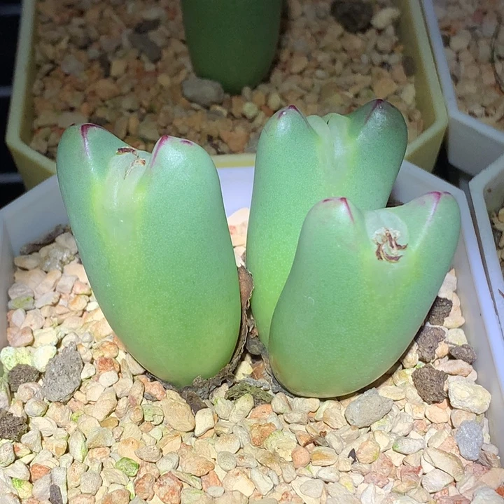 精品多肉植物精品多肉