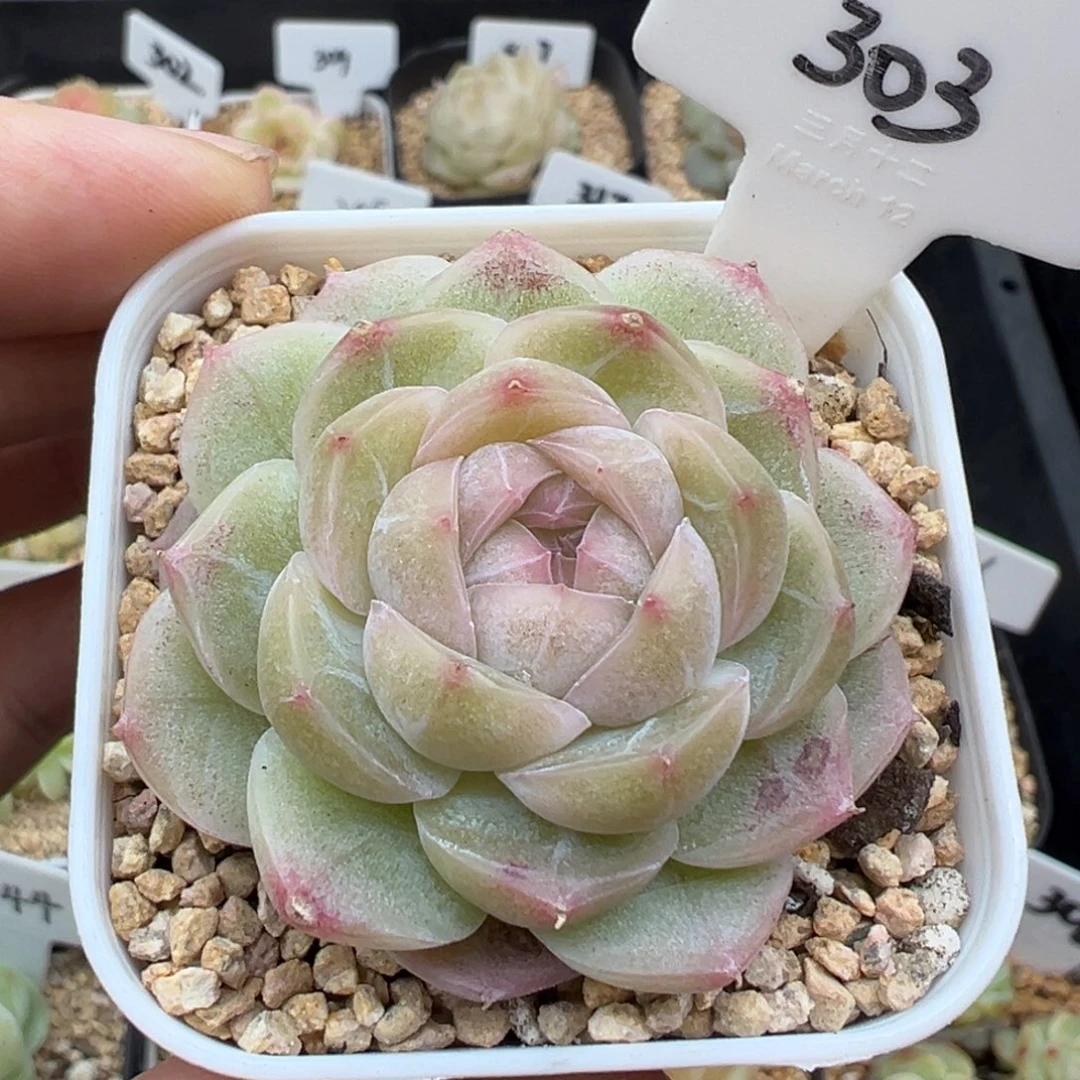 303号新品 晗雨多肉