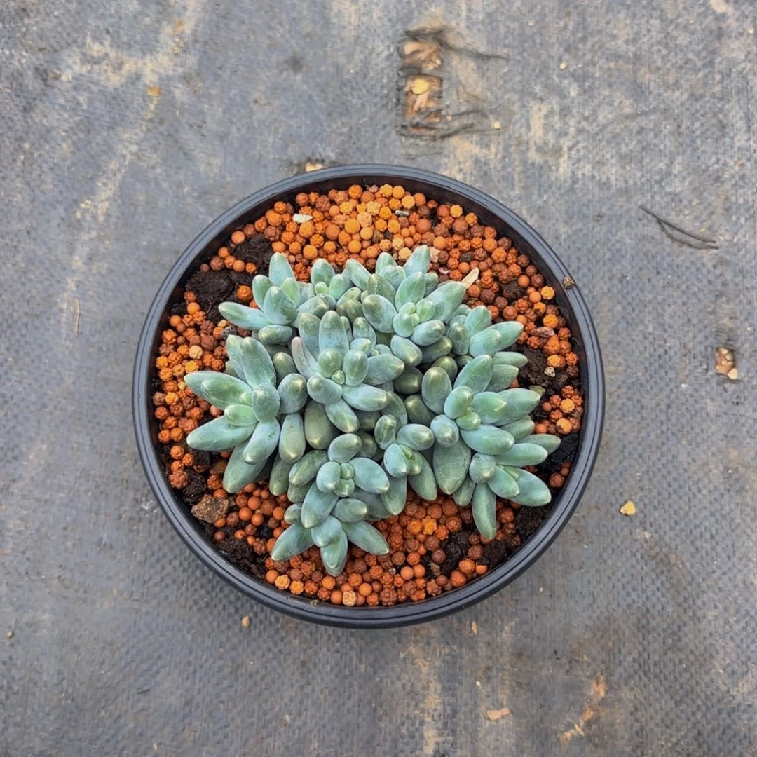 乌拉奶12584588！！！！