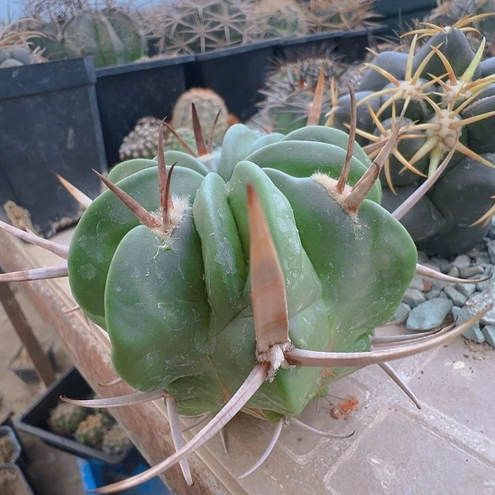 金刺龙剑。 苗接落地自根。