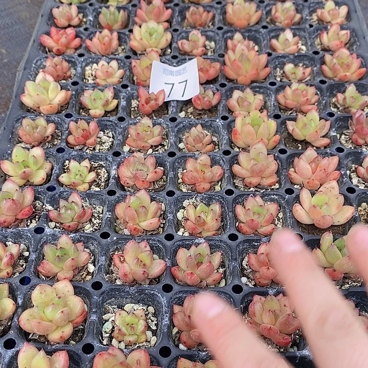 77 多肉植物盆栽花卉