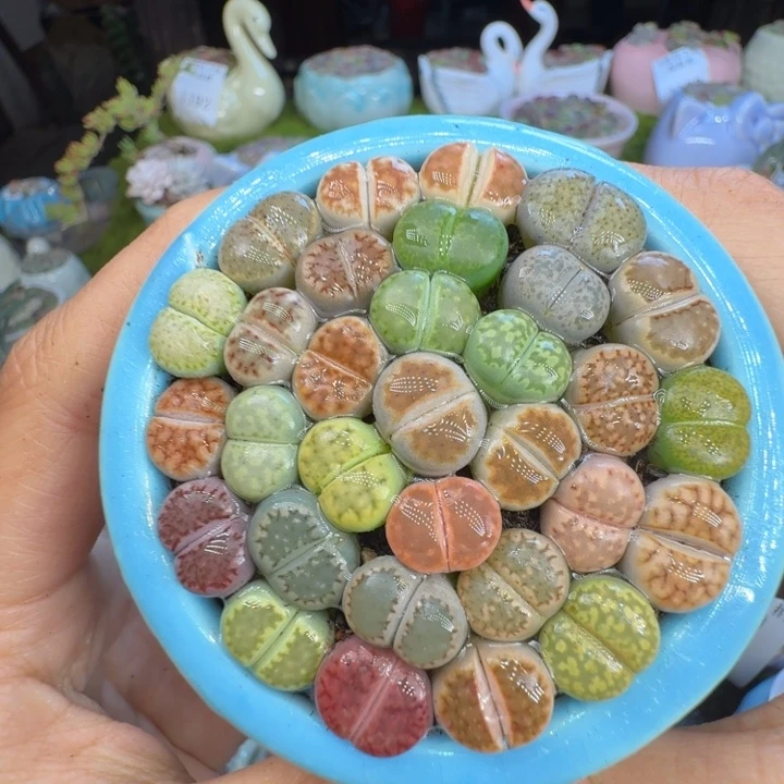 多肉植物开播福利冲1200