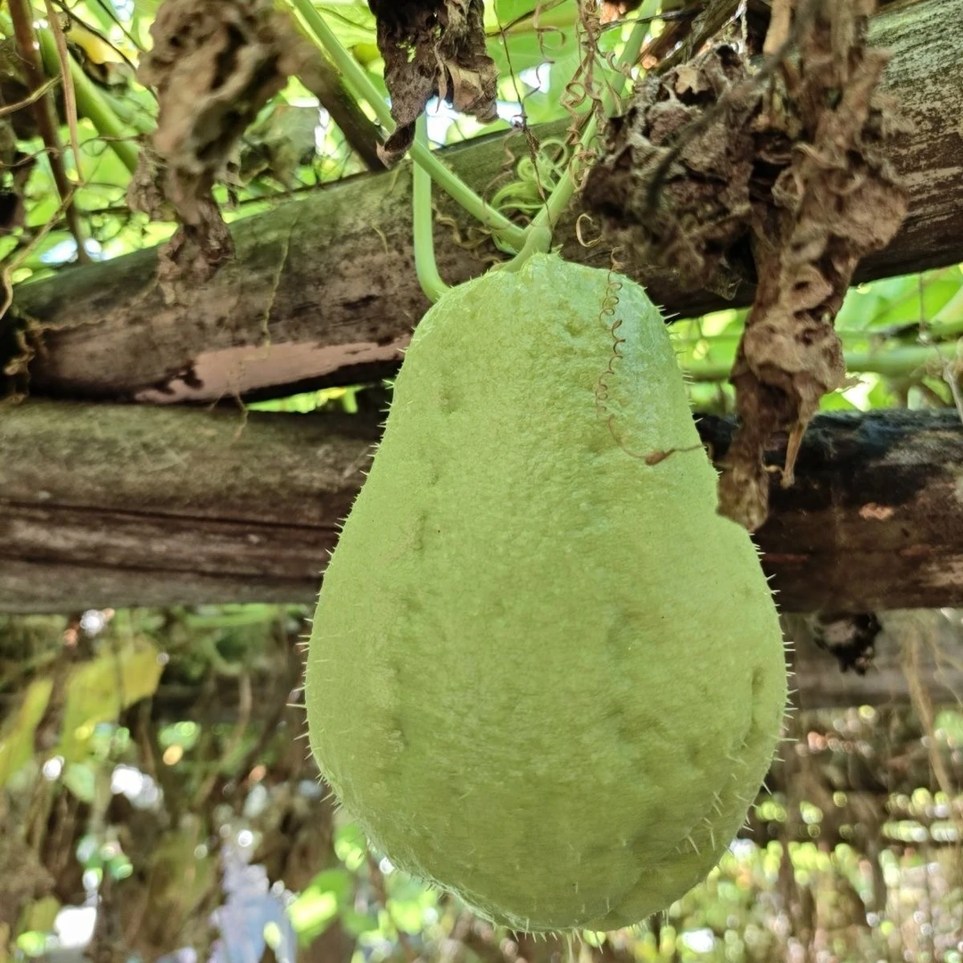 云南腾冲农家自种佛手瓜洋丝瓜丰收瓜