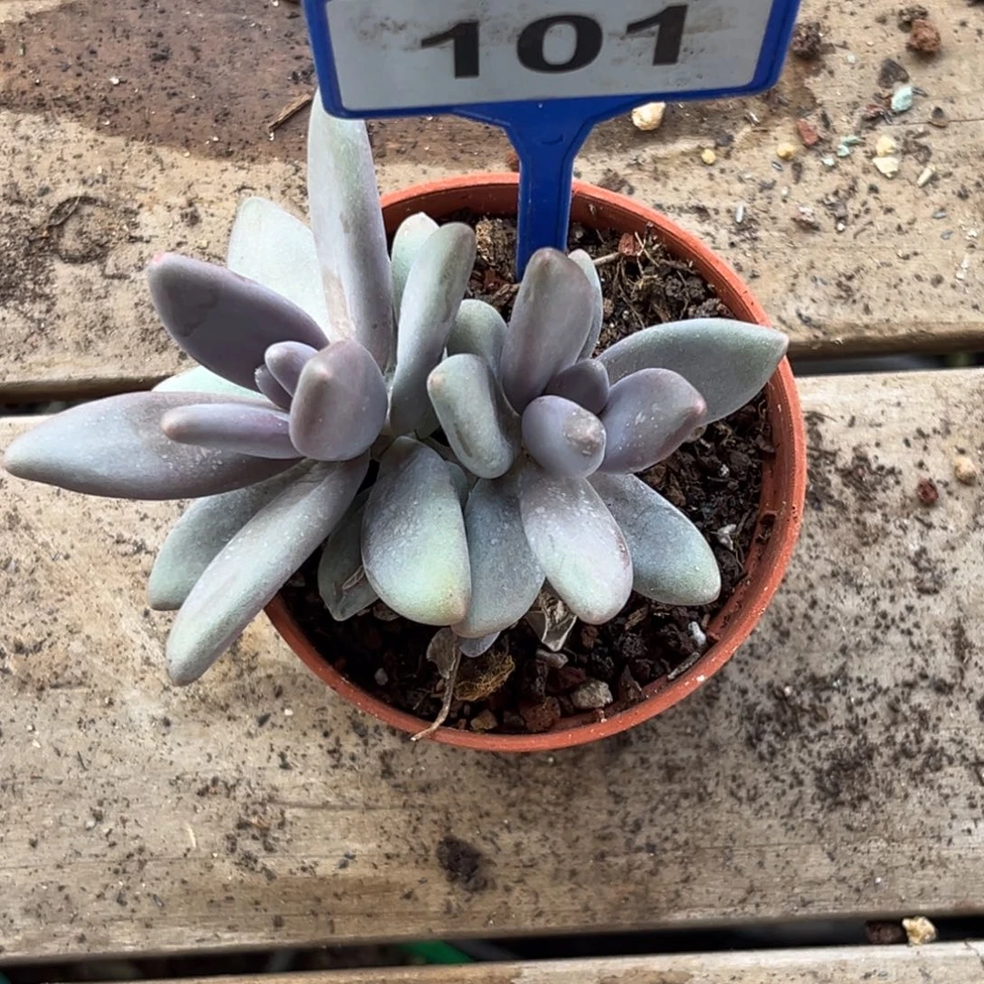 多肉植物企鹅群101