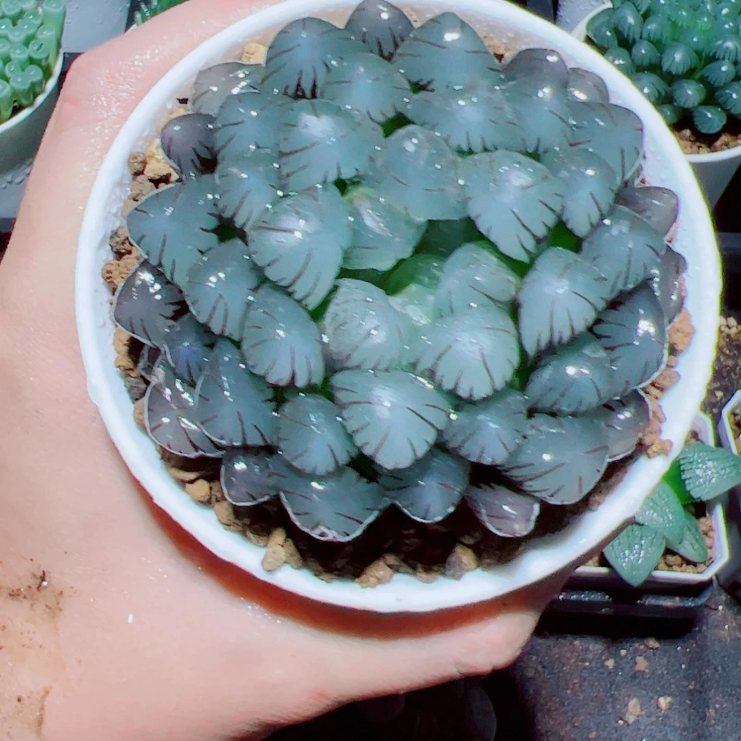 母本紫姬玉露多肉