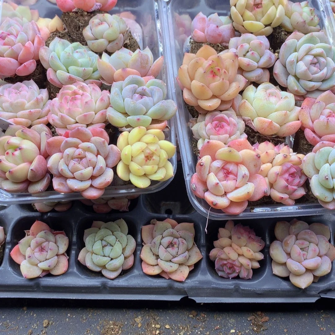 反反复复还是很开心的023