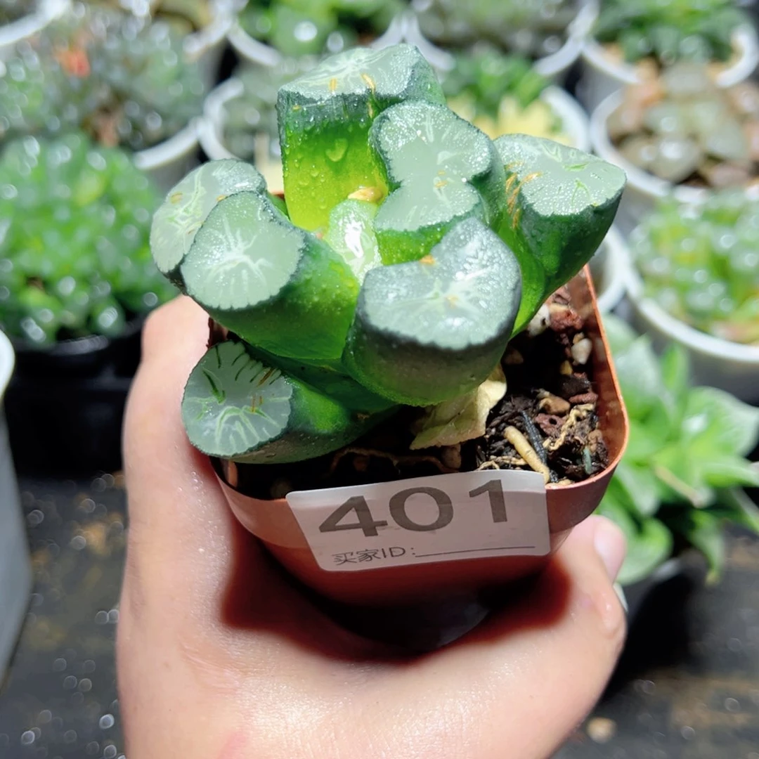 关*401多肉植物一颗