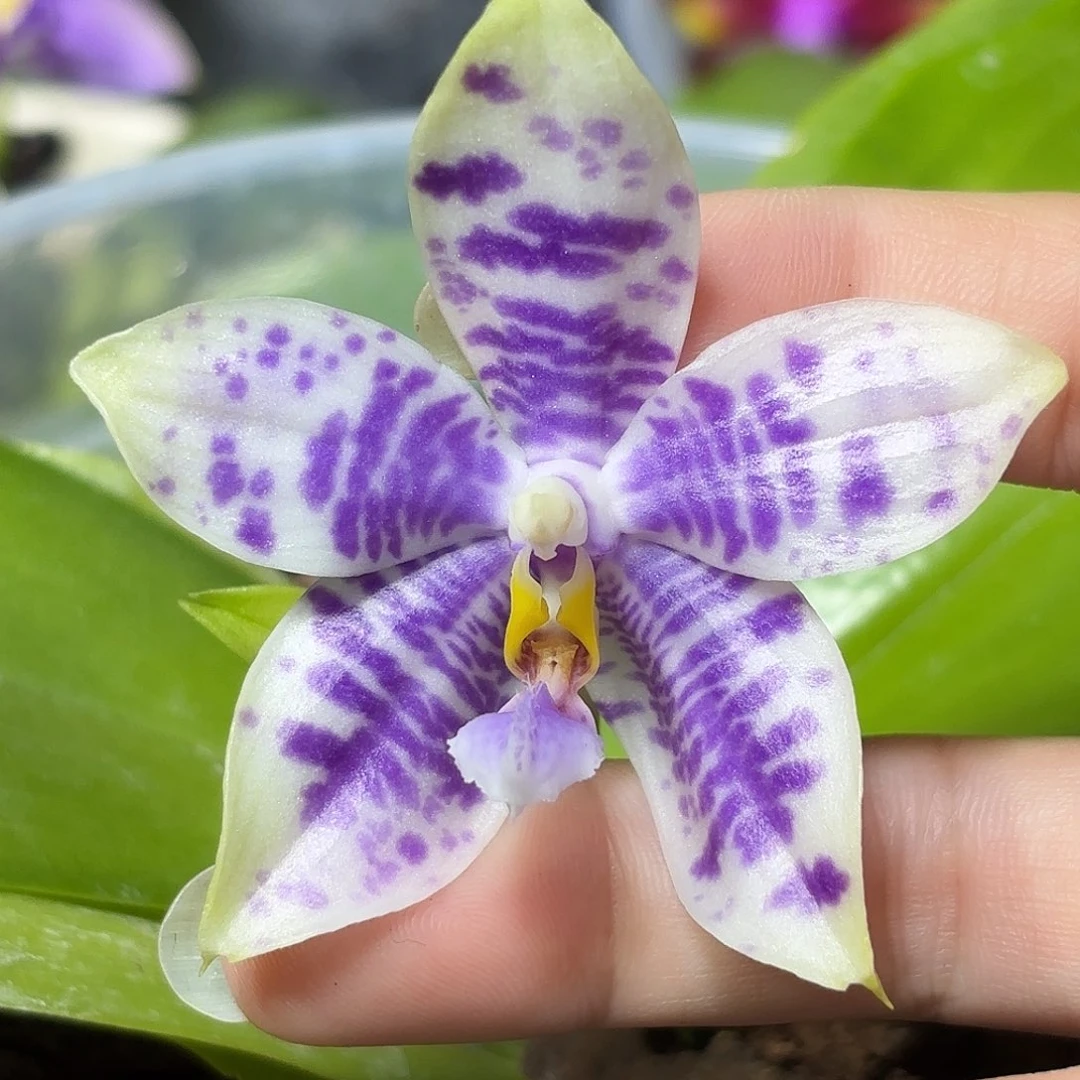 大部分开放少量花苞蓝孔雀交品