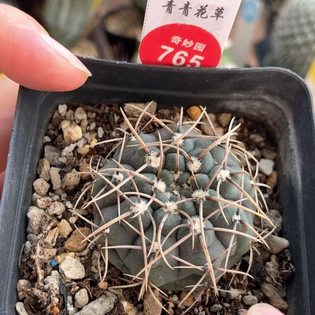 实生黑刺武勋丸4.1cm一棵仙人球