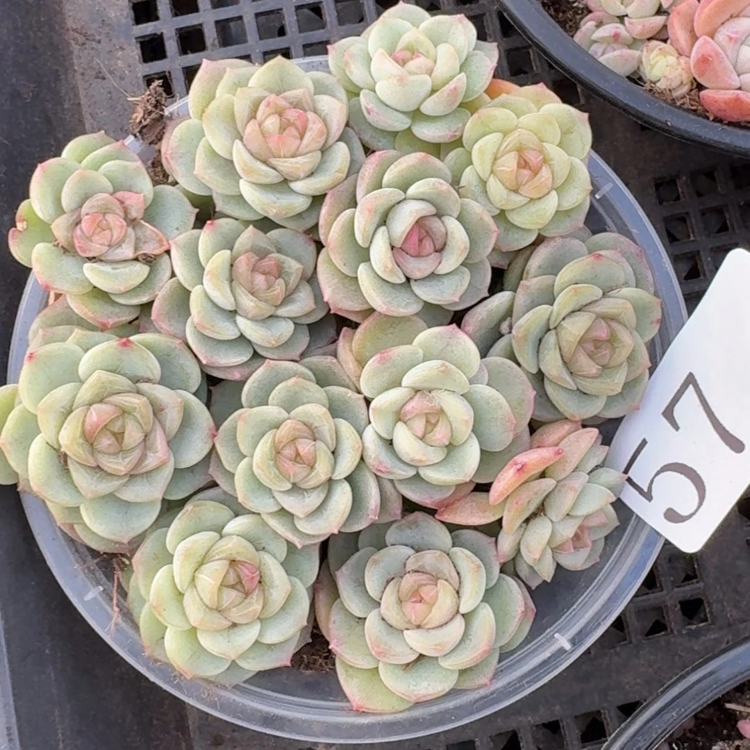 多肉植物多肉植物57