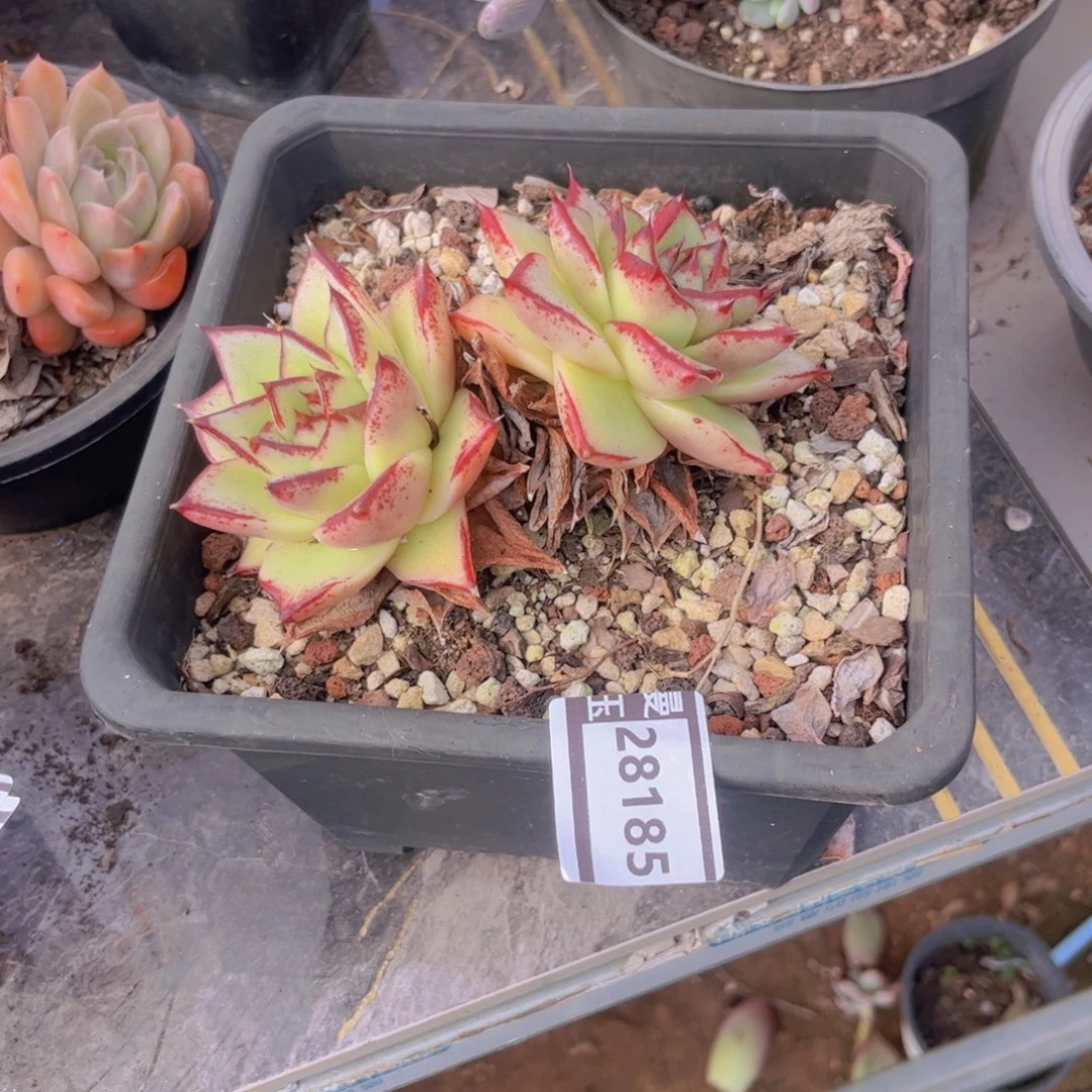 乌木多肉植物28185