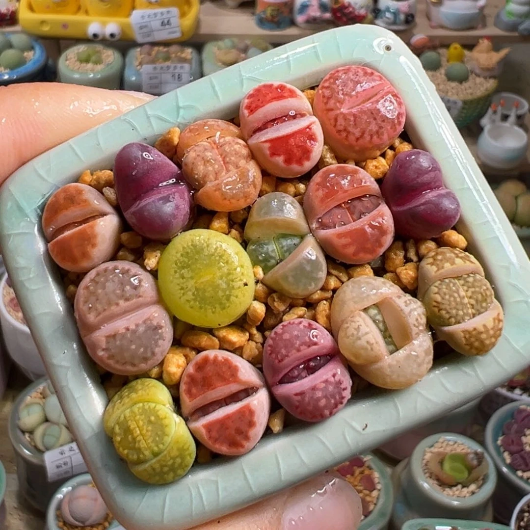 多肉植物60号彩色生石花