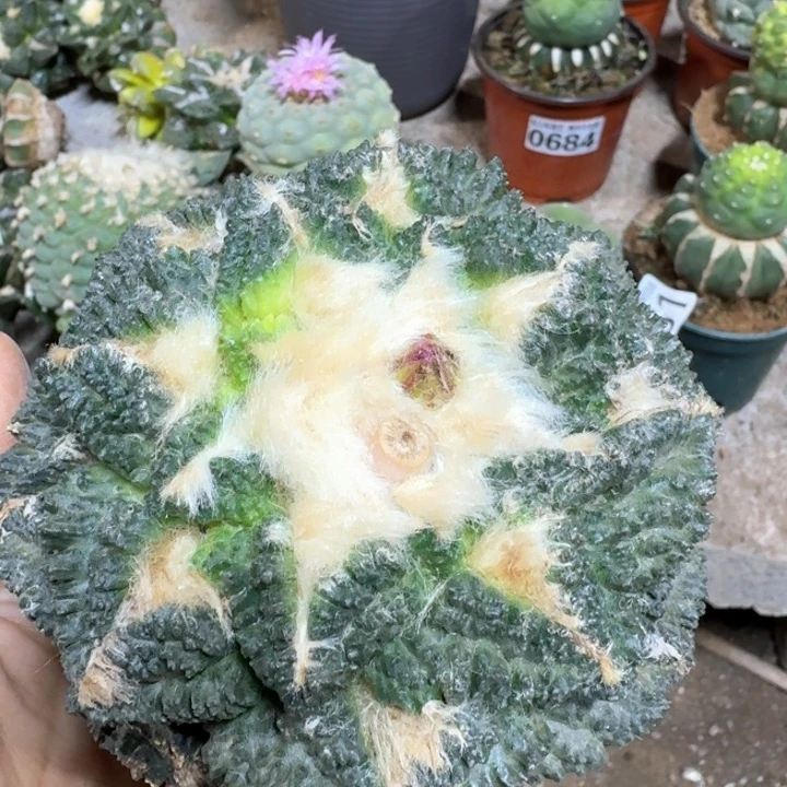 小**艺0699大龟甲牡丹仙人球