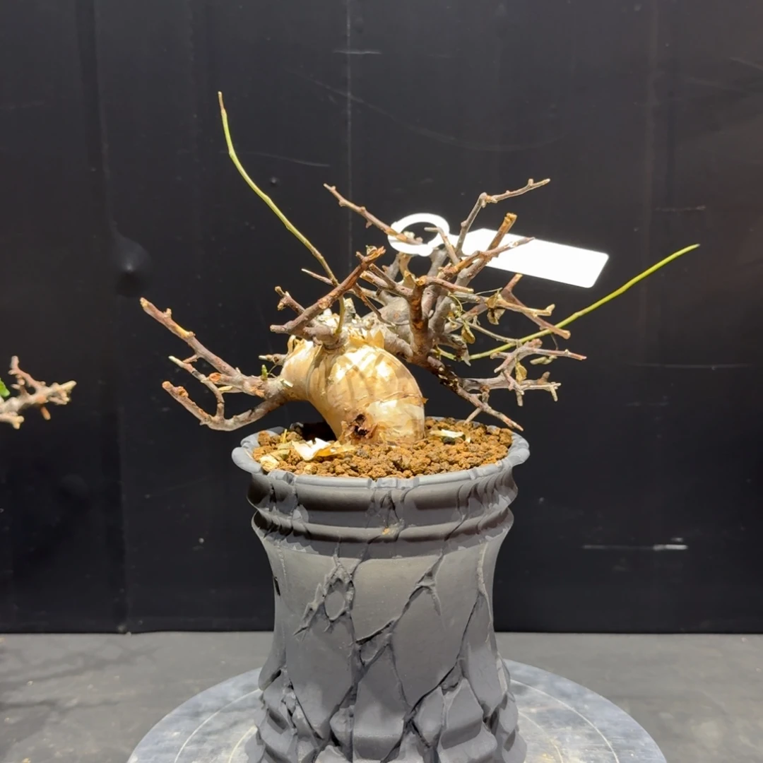 卡塔夫没药橄榄熟桩