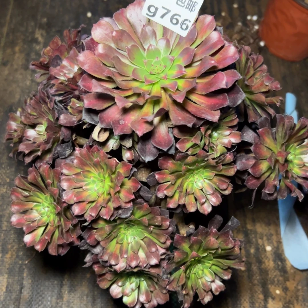 766月亮石上，满20包邮嘟叮熊