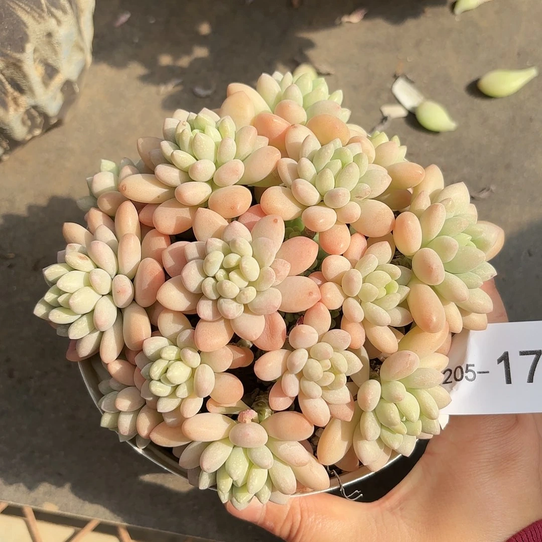 同温层多肉洛可可17