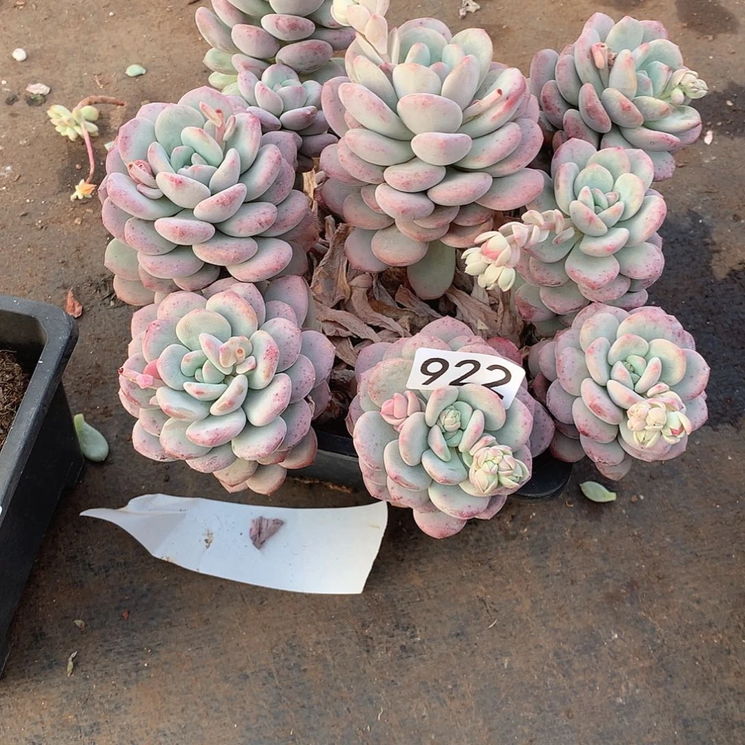 922 一物一拍多肉