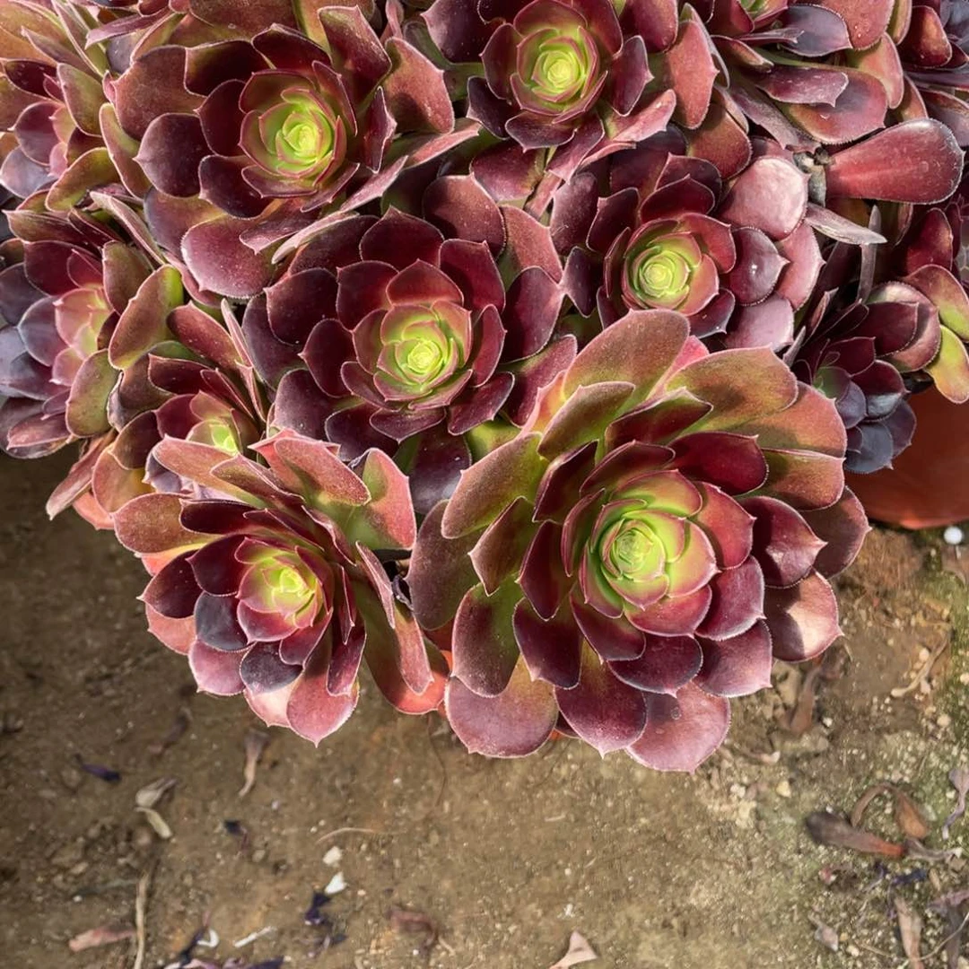 028荷兰多肉法师断枝不包