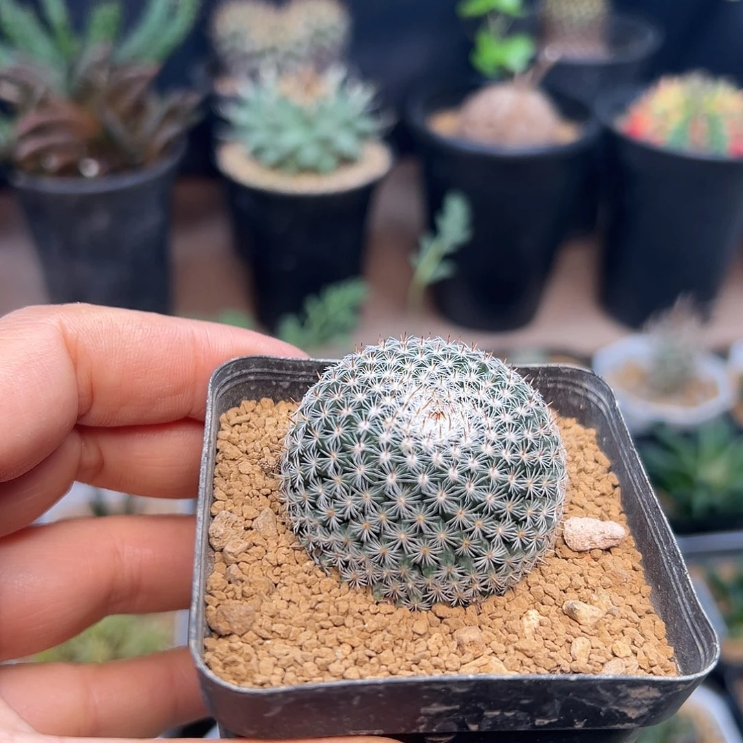 大福丸实生球一颗