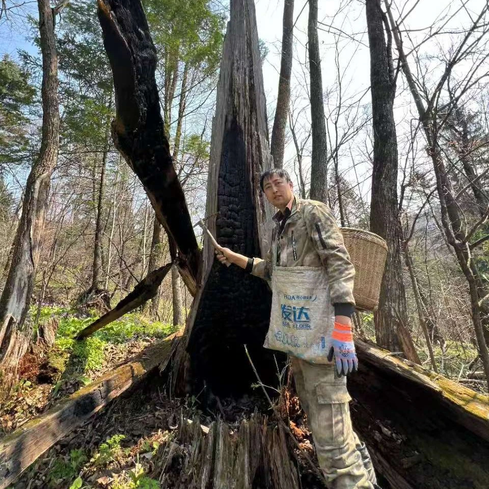红松雷击木1.0（18珠串）（随机发）